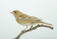 /album/vogels-van-jacques/huvaere-203-jpg/